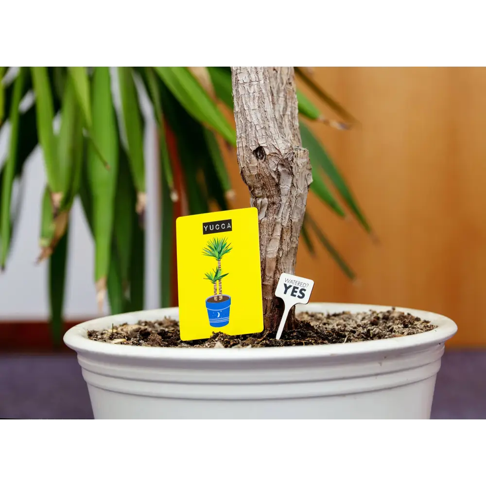 Don’t Kill Your Houseplants - Plant Care Cards - Books & Stationery