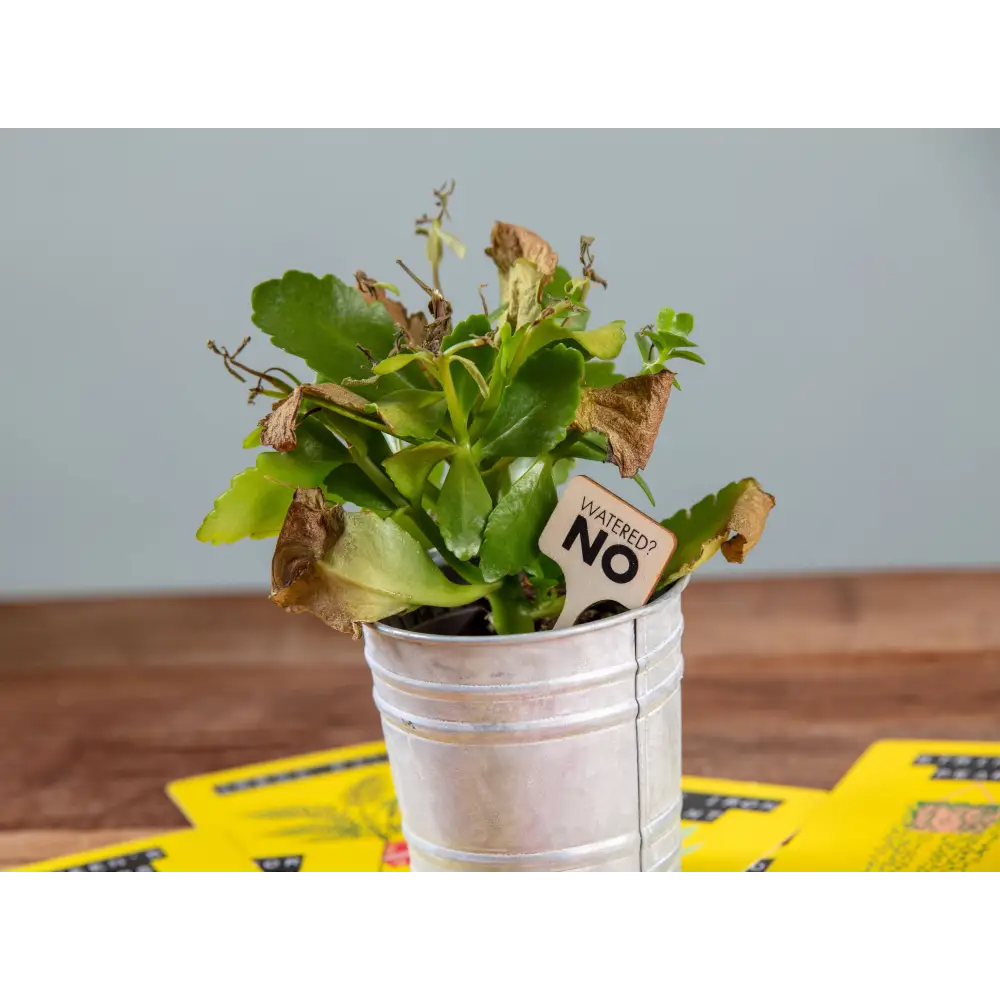 Don’t Kill Your Houseplants - Plant Care Cards - Books & Stationery