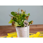 Don’t Kill Your Houseplants - Plant Care Cards - Books & Stationery