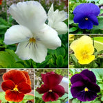 Seed & Recipe Card - Bloomin Bellini Prosecco Cocktail - Cards