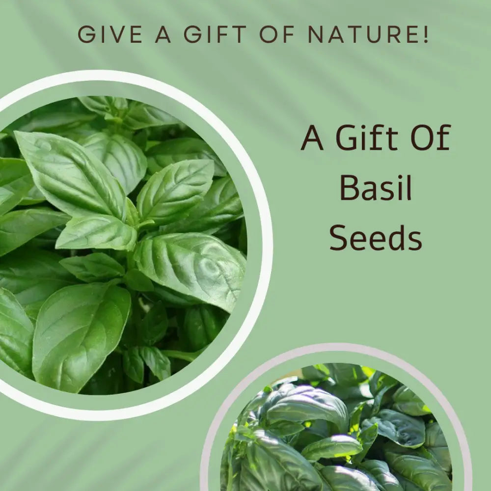 Seed & Recipe Card - Muddled Martini Gin Cocktail - Cards