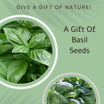 Seed & Recipe Card - Muddled Martini Gin Cocktail - Cards